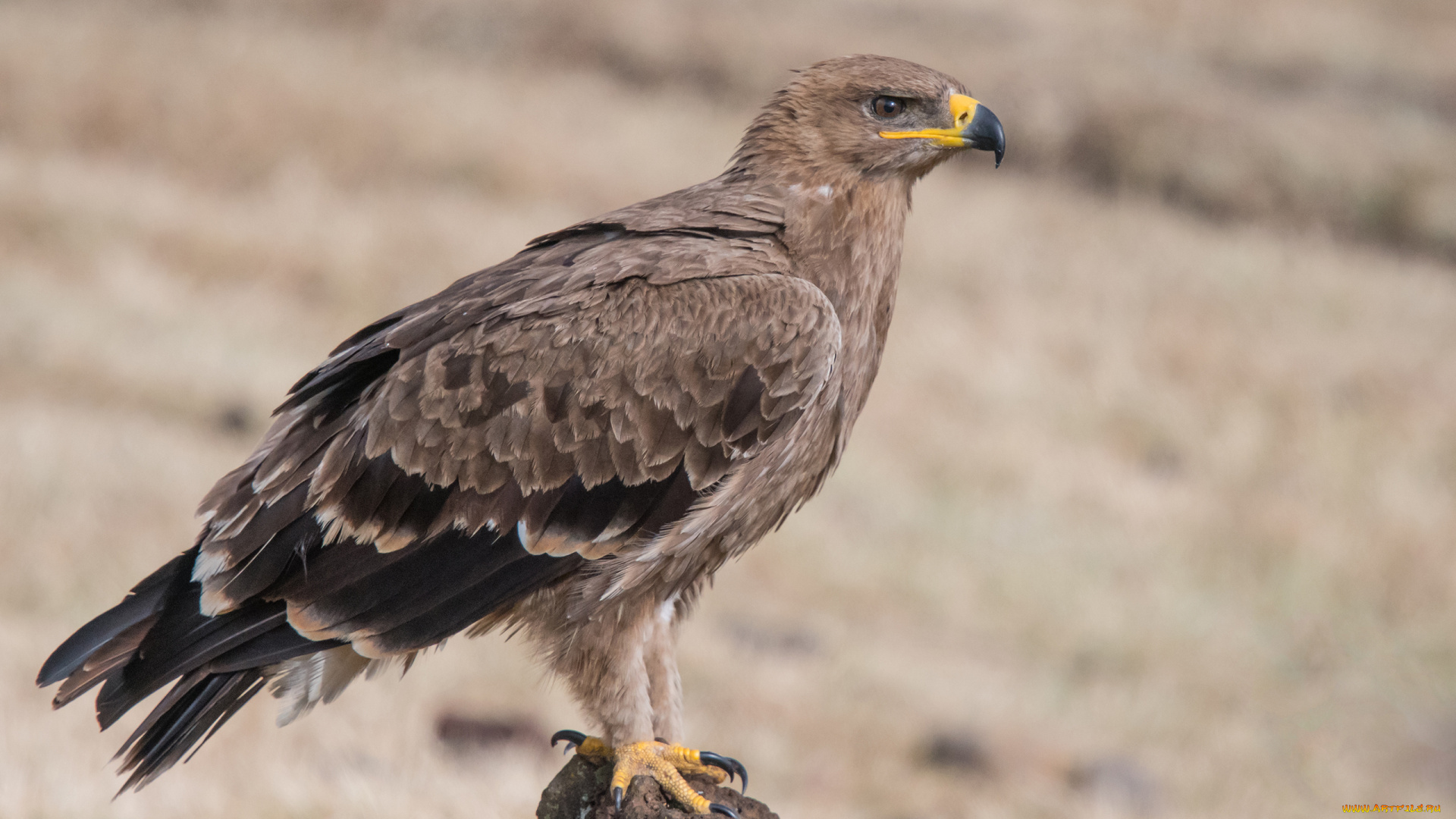 степной, орёл, животные, птицы, -, хищники, степной, орёл, орлы, ястребиные, ястребообразные, птица, хищник, клюв, когти, перья, крылья, полёт