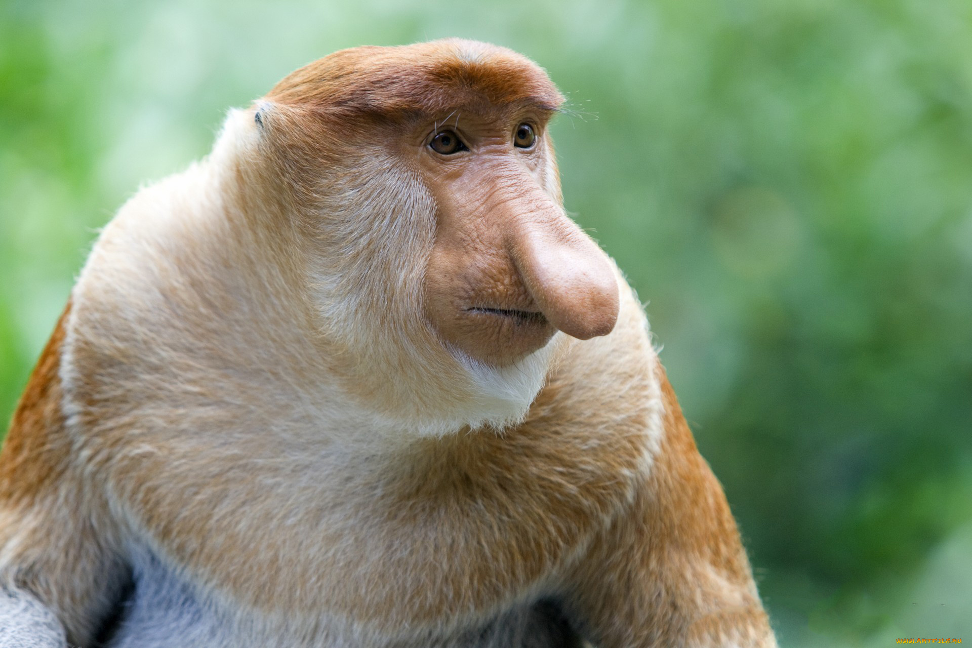 носач, животные, обезьяны, обезьяна, приматы, мартышковые, млекопитающие