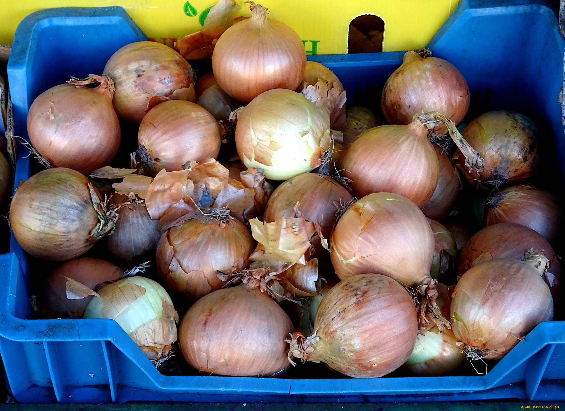 еда, лук, репчатый, осень, урожай