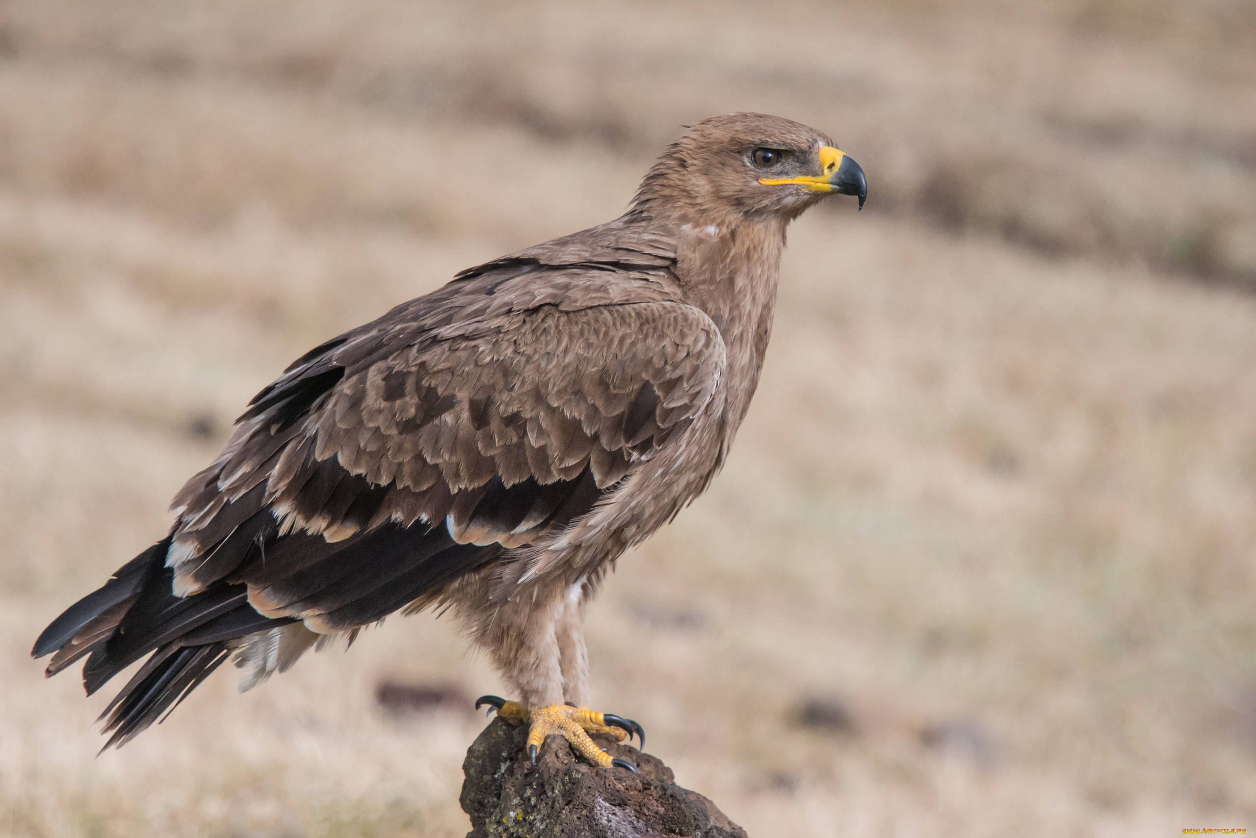 степной, орёл, животные, птицы, -, хищники, степной, орёл, орлы, ястребиные, ястребообразные, птица, хищник, клюв, когти, перья, крылья, полёт
