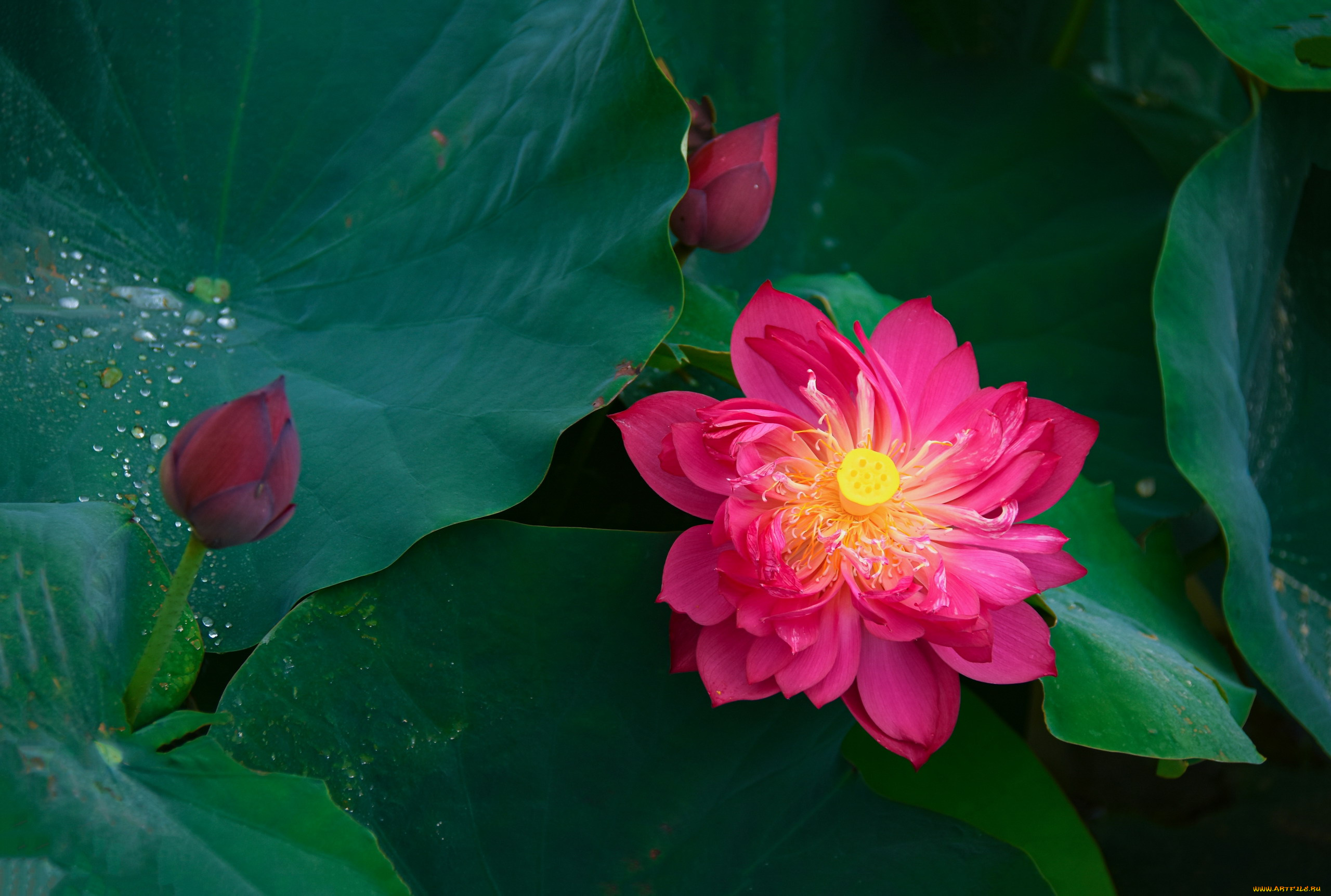 цветы, лотосы, листья, лотос, бутоны