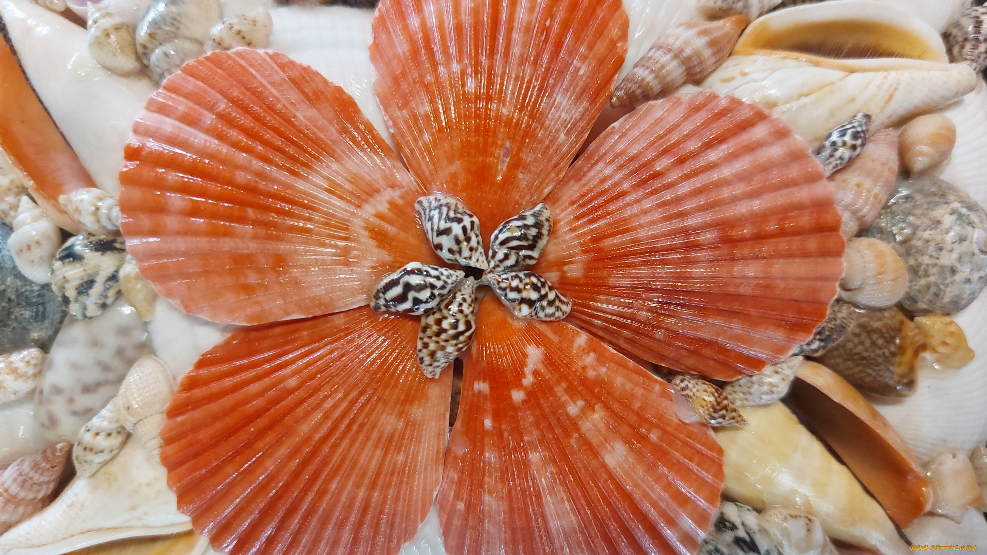 разное, ракушки, , кораллы, , декоративные, и, spa-камни, разноцветные