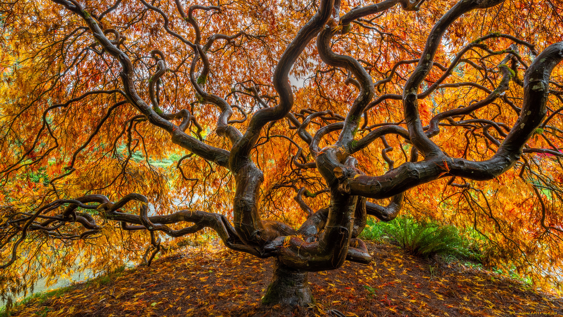 природа, деревья, осень