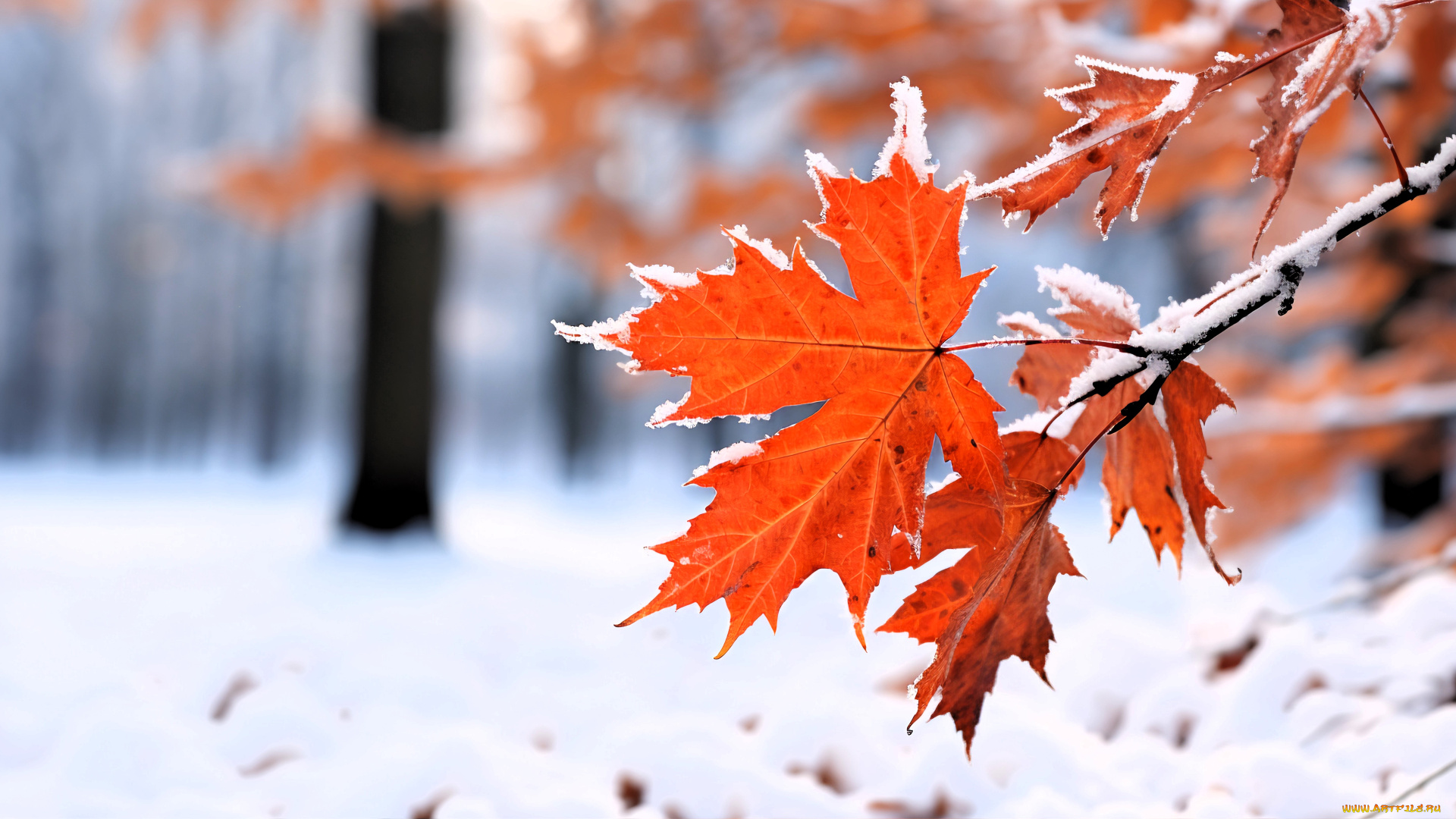 природа, листья, лес, деревья, снег, ветки, клен