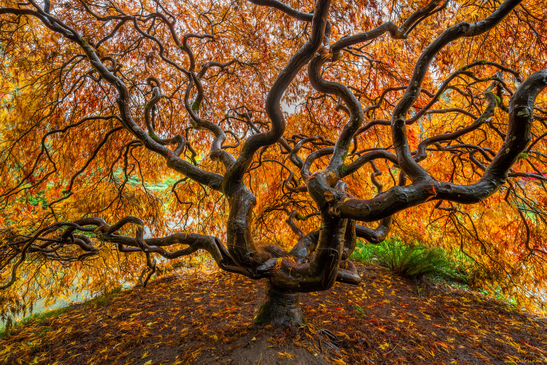 природа, деревья, осень