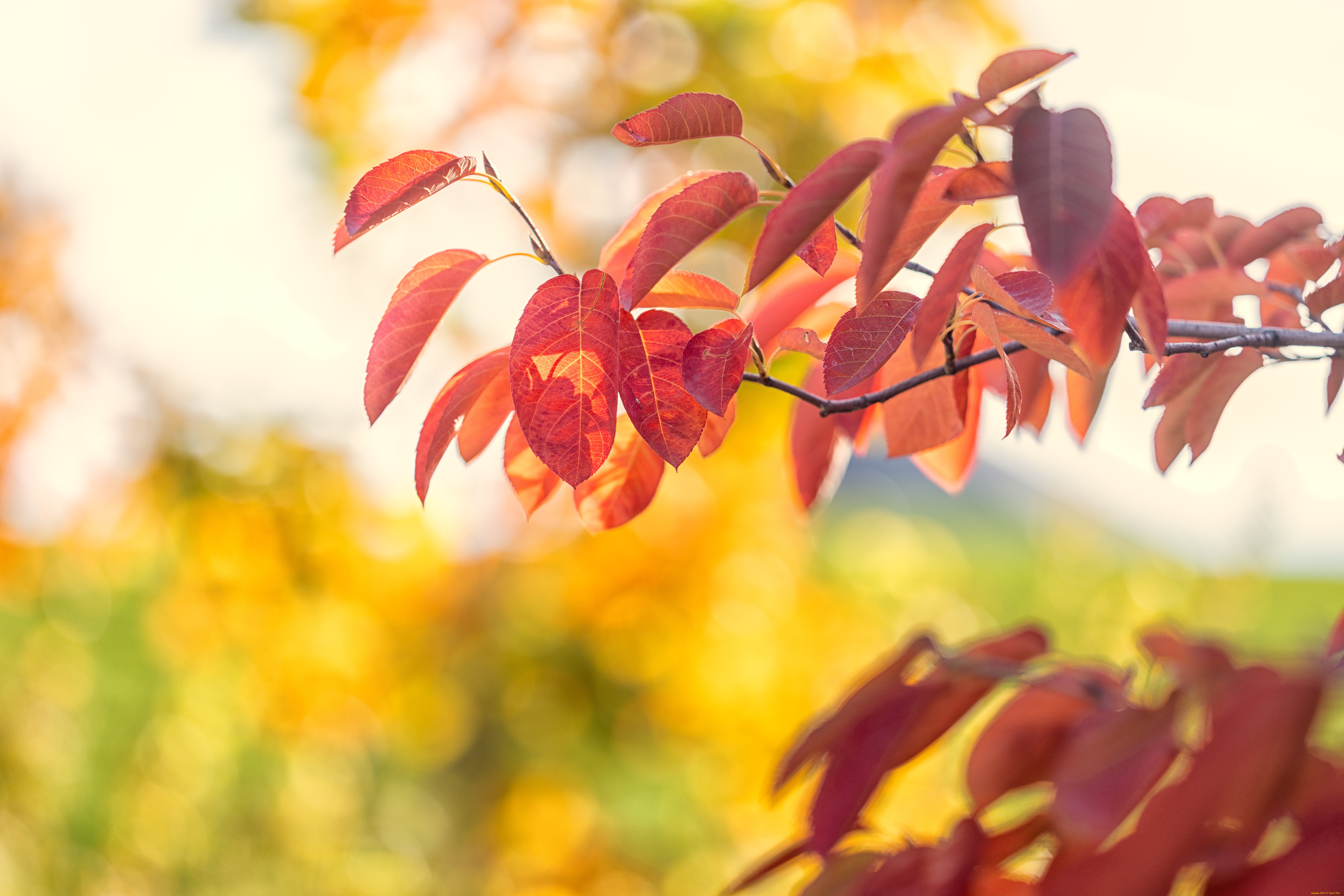 природа, листья, осень