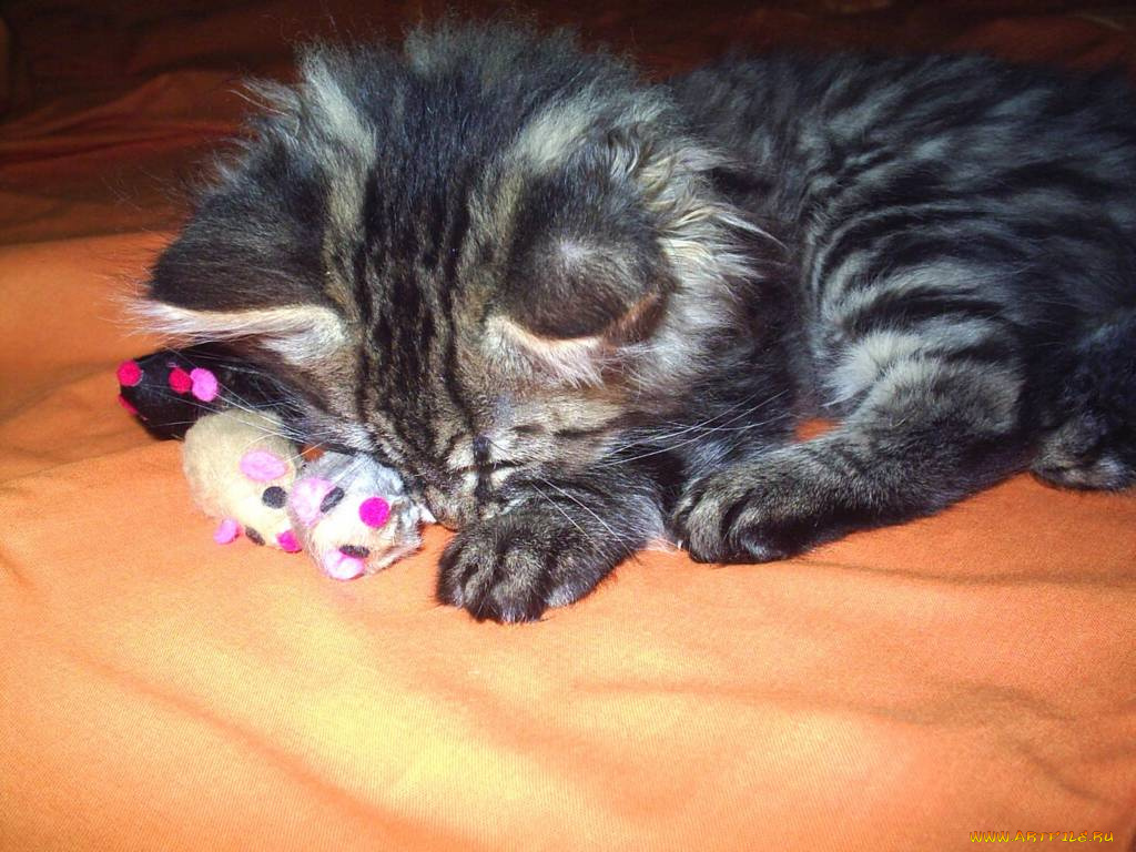 виски, животные, коты