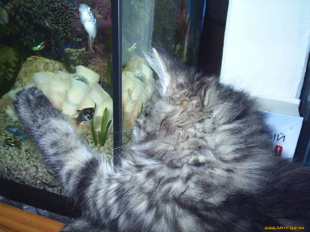 виски, животные, коты