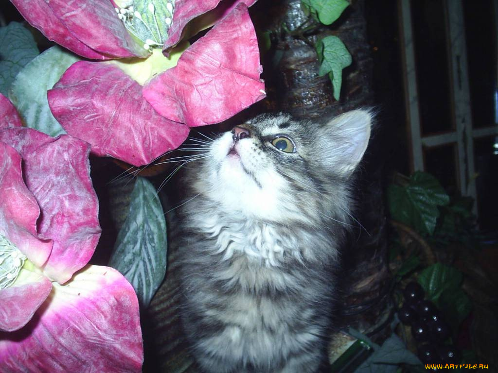 виски, животные, коты