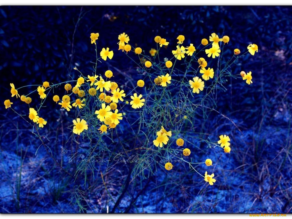 цветы, ромашки