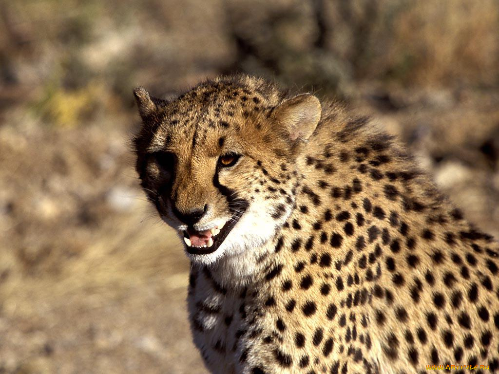 животные, гепарды