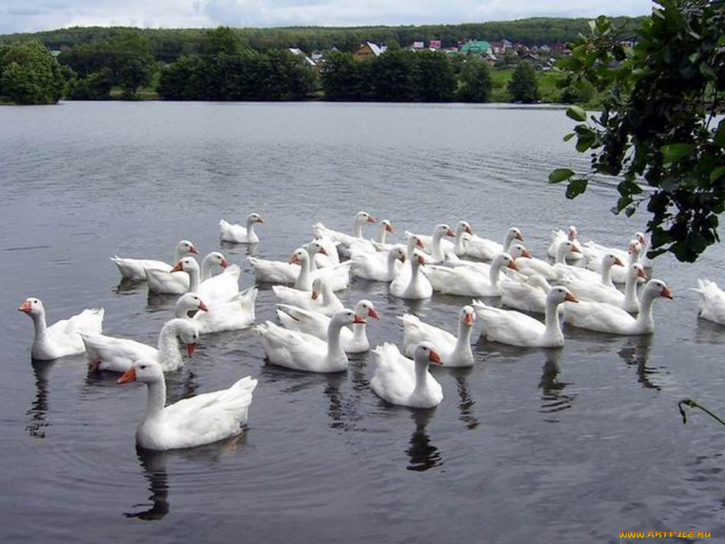 животные, лебеди