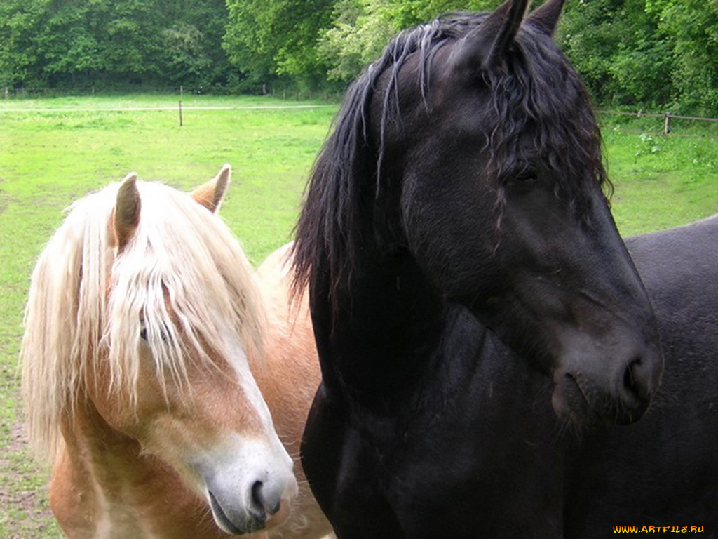 животные, лошади