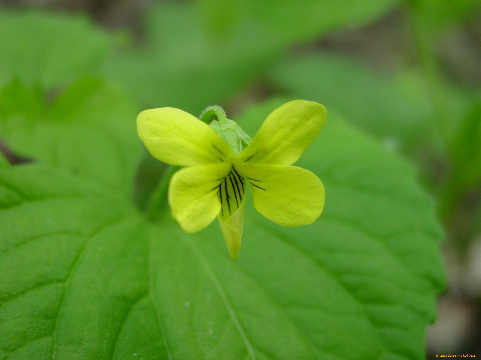цветы, луговые, полевые