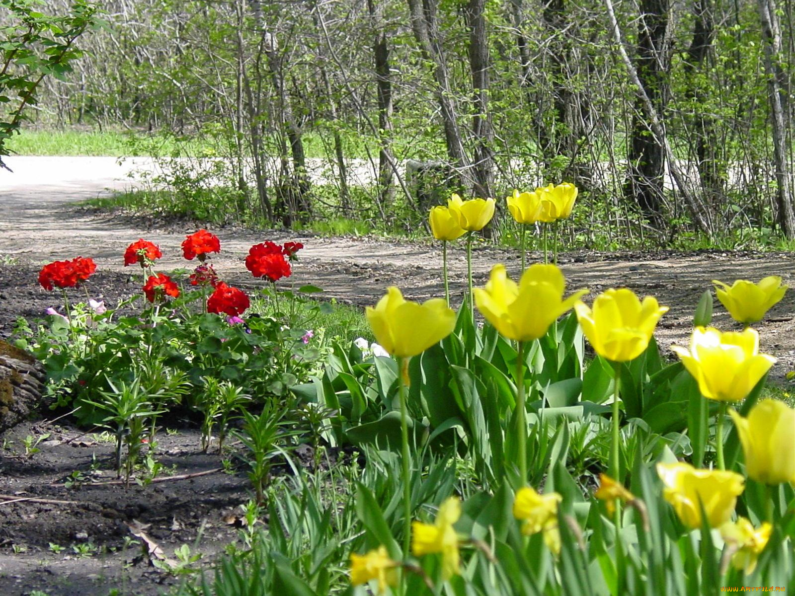 цветы, тюльпаны