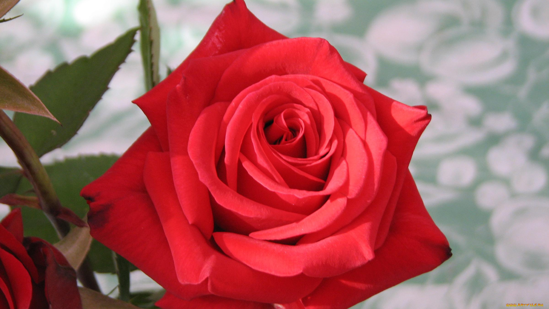 цветы, розы