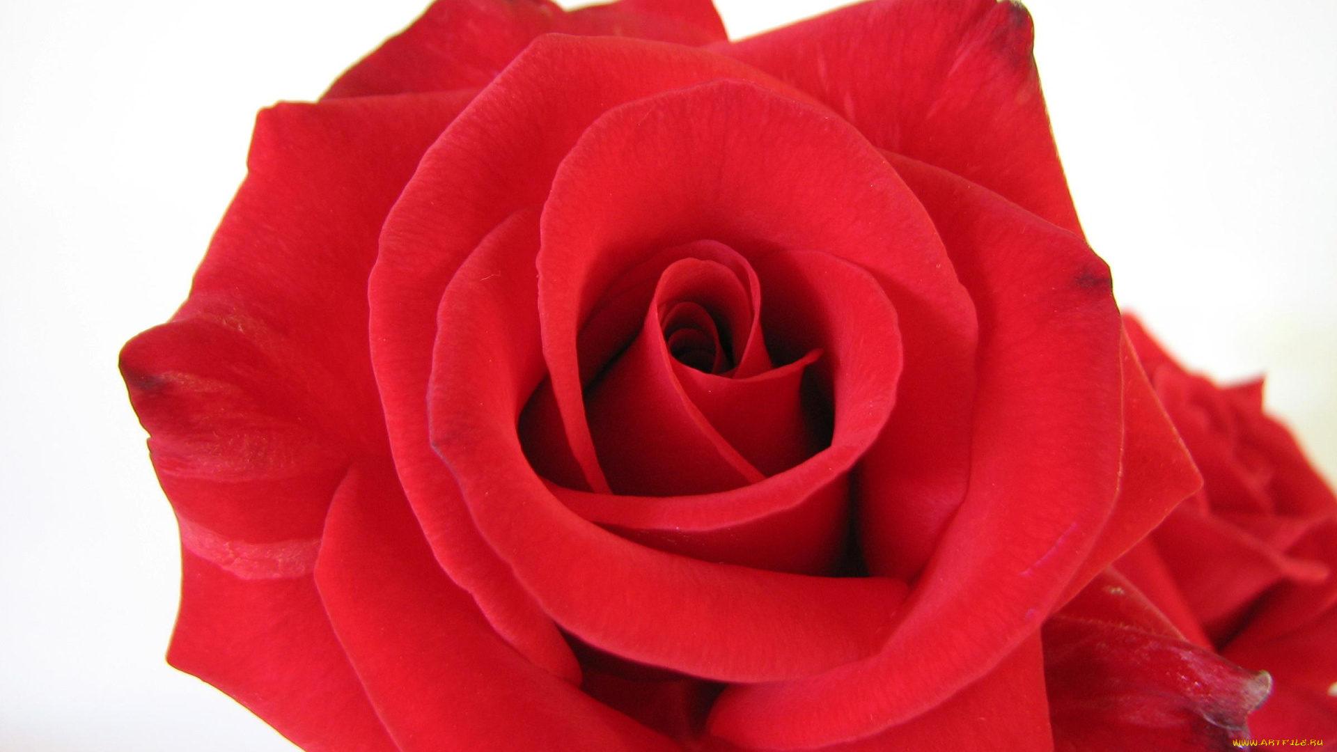 цветы, розы