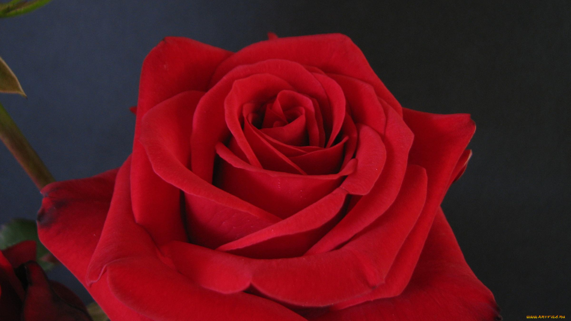 цветы, розы