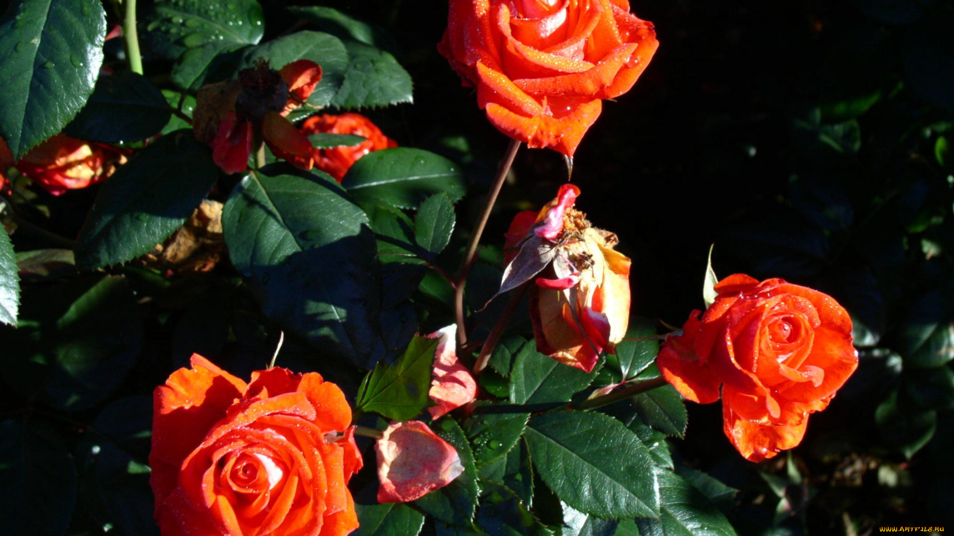 цветы, розы