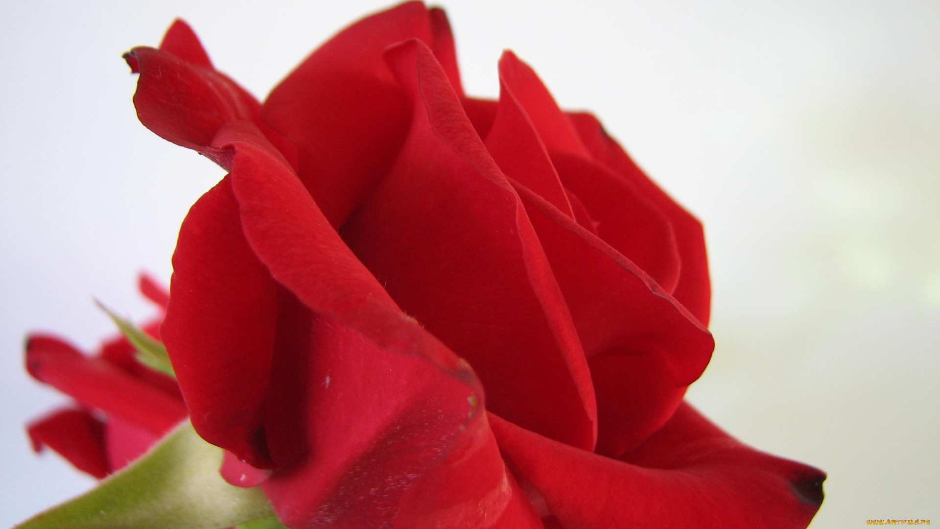 цветы, розы