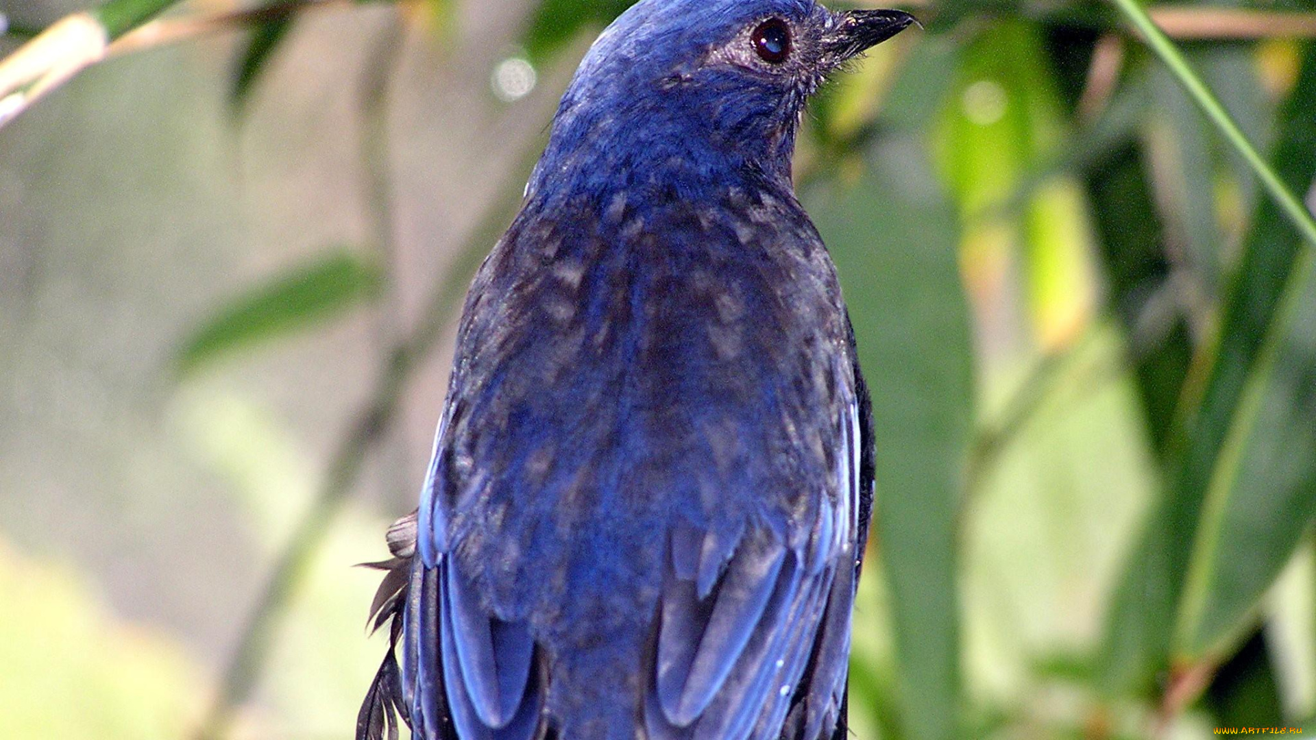 животные, птицы