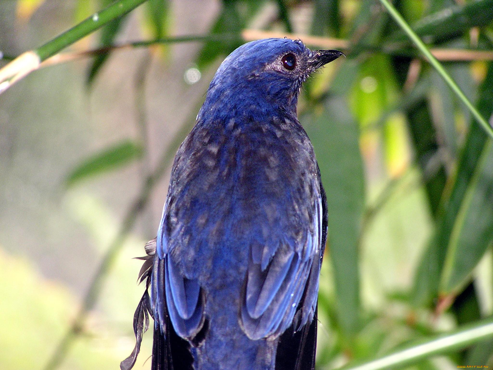 животные, птицы