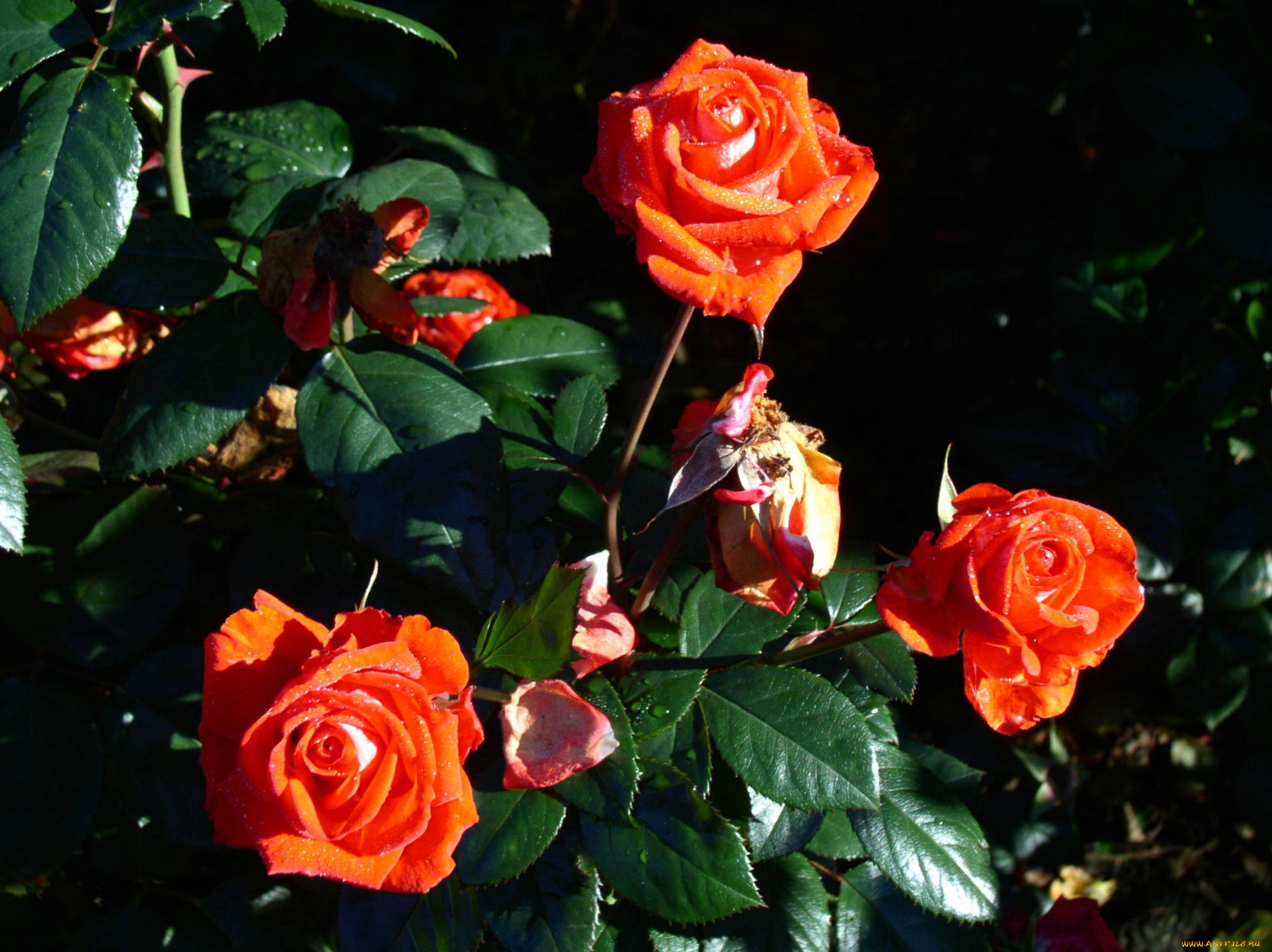 цветы, розы