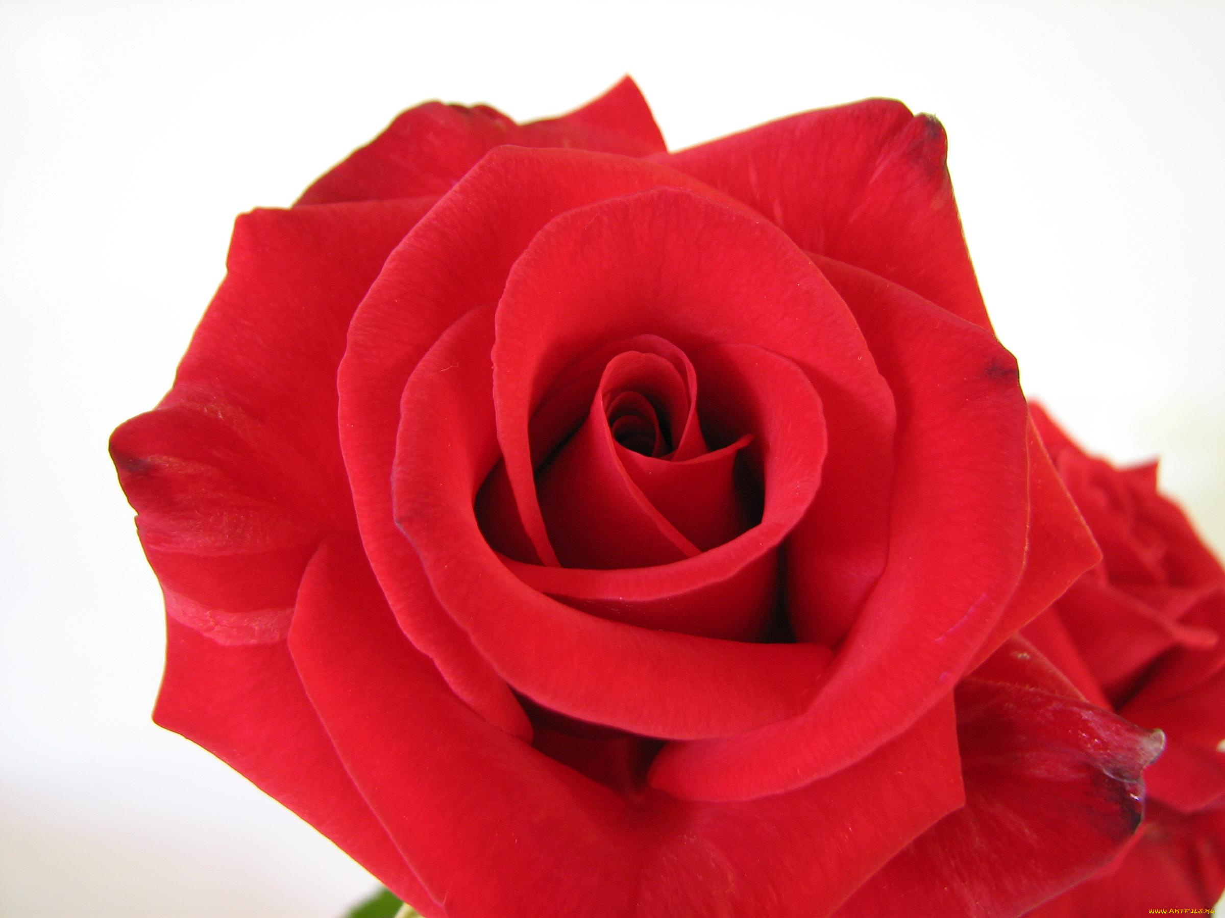 цветы, розы