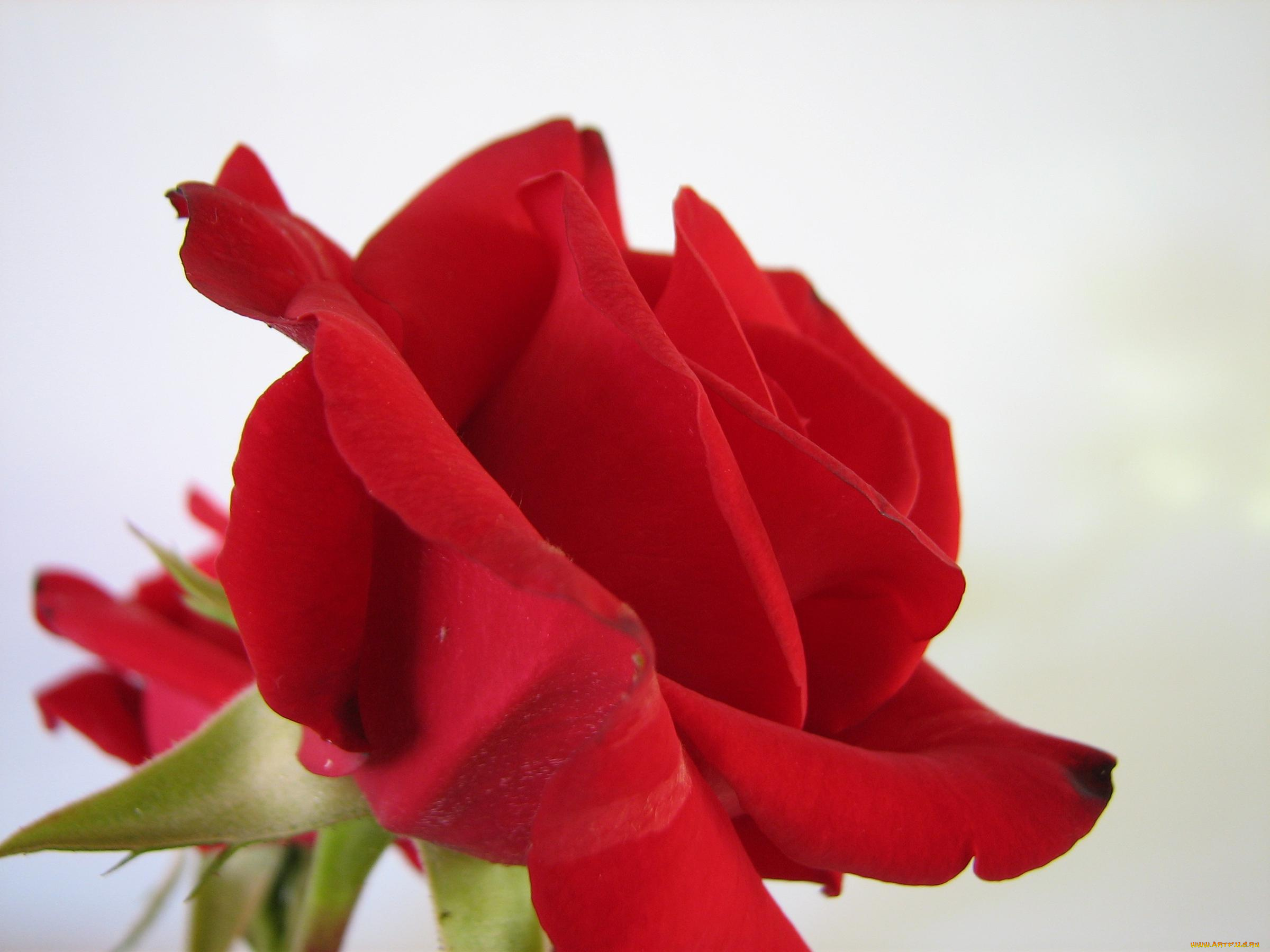 цветы, розы