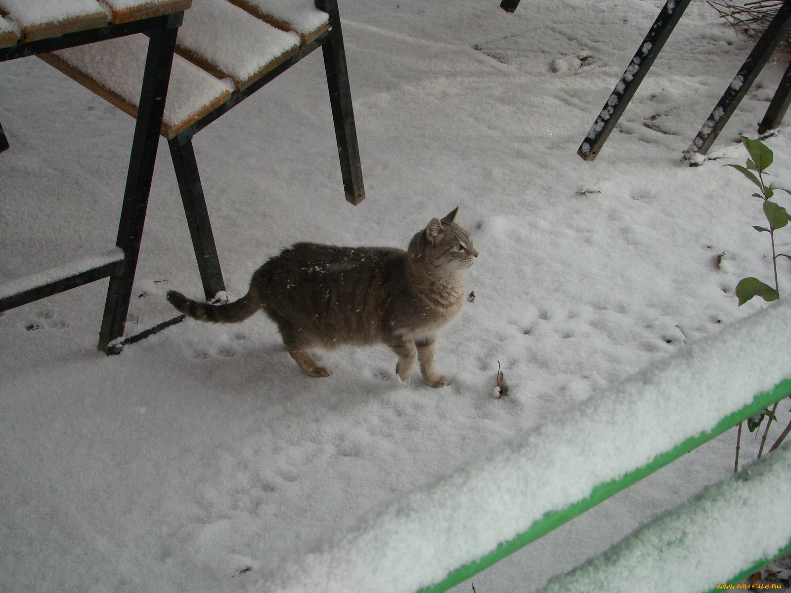 животные, коты