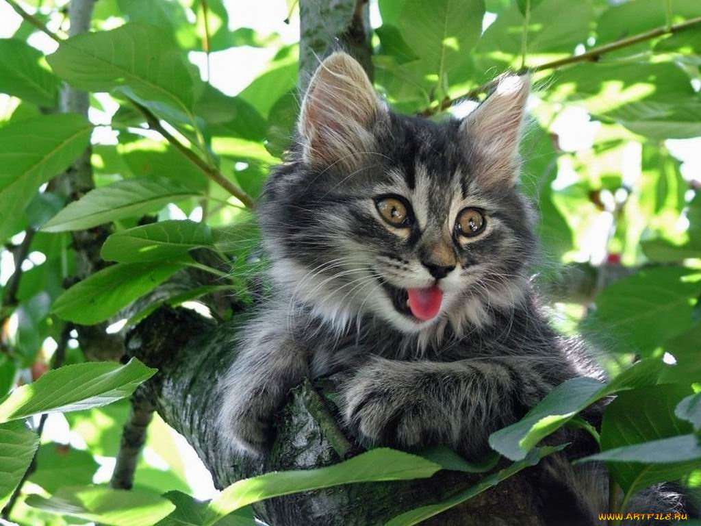 животные, коты