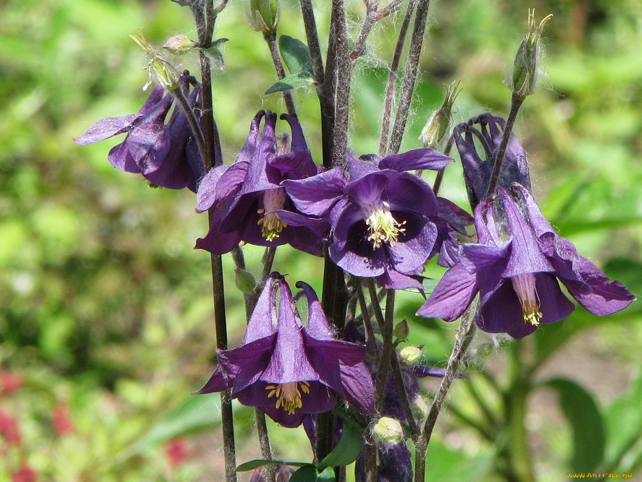 цветы, аквилегия, водосбор