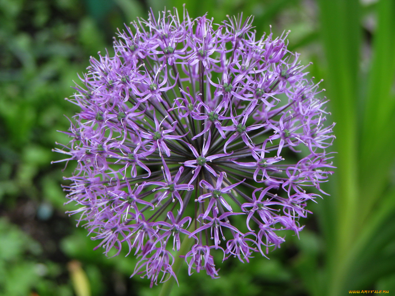 цветы, аллиум, декоративный, лук