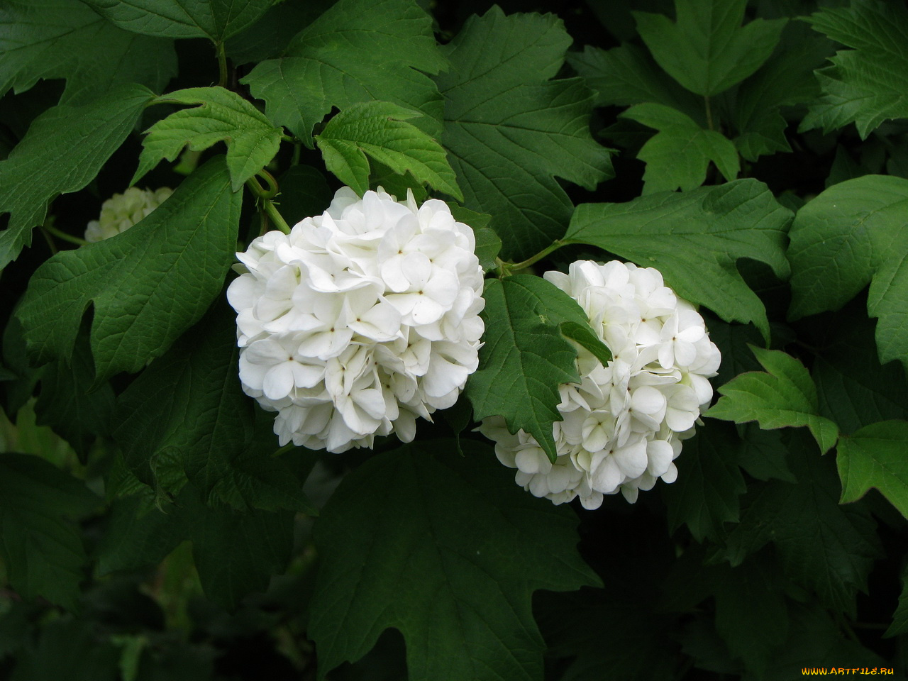 цветы, гортензия