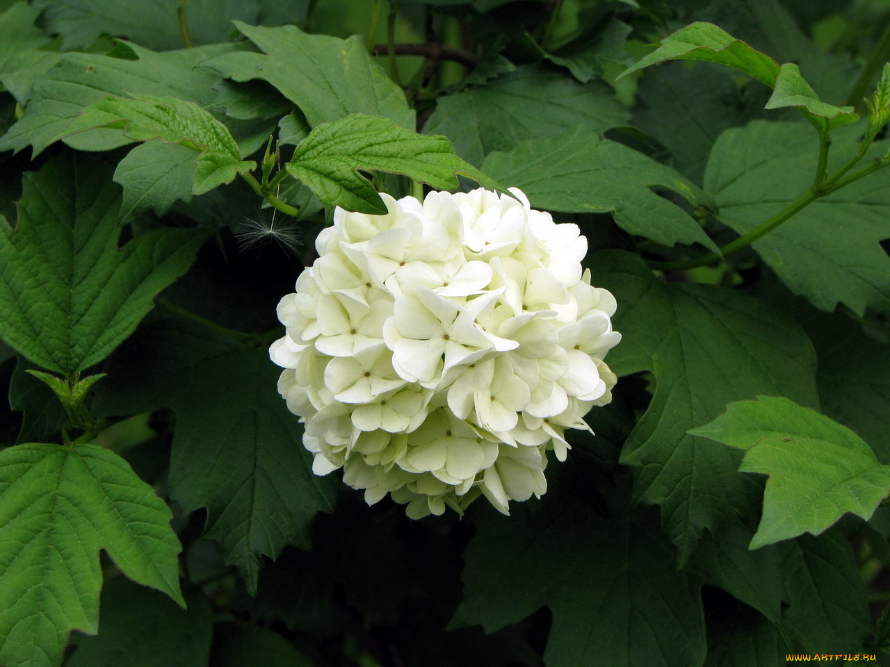 цветы, гортензия