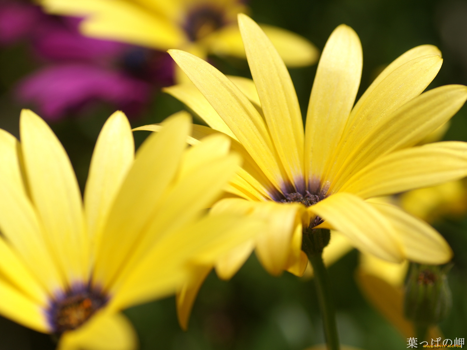 цветы, диморфотеки