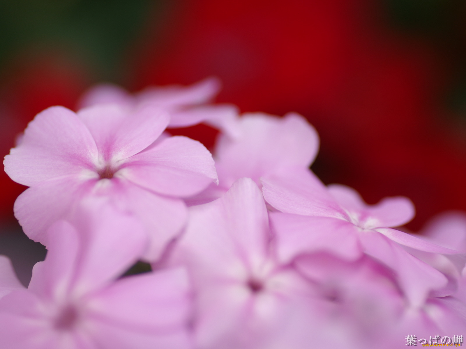 цветы, флоксы