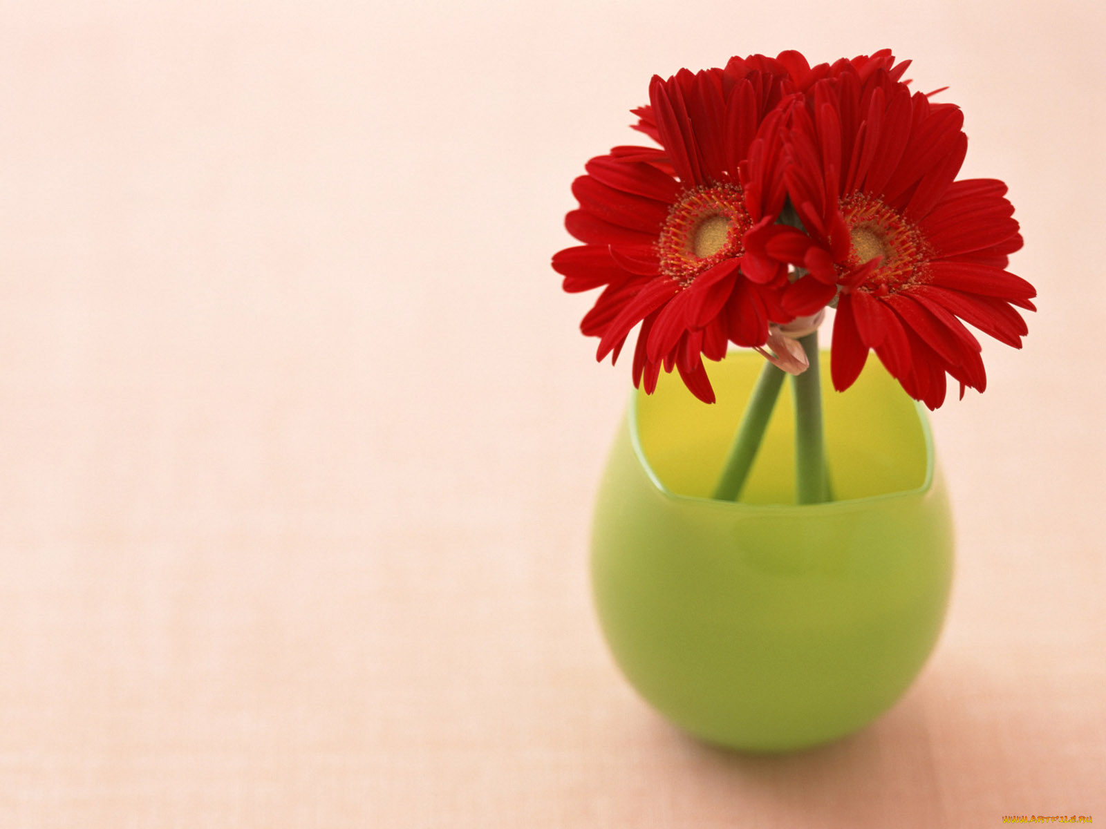 цветы, герберы