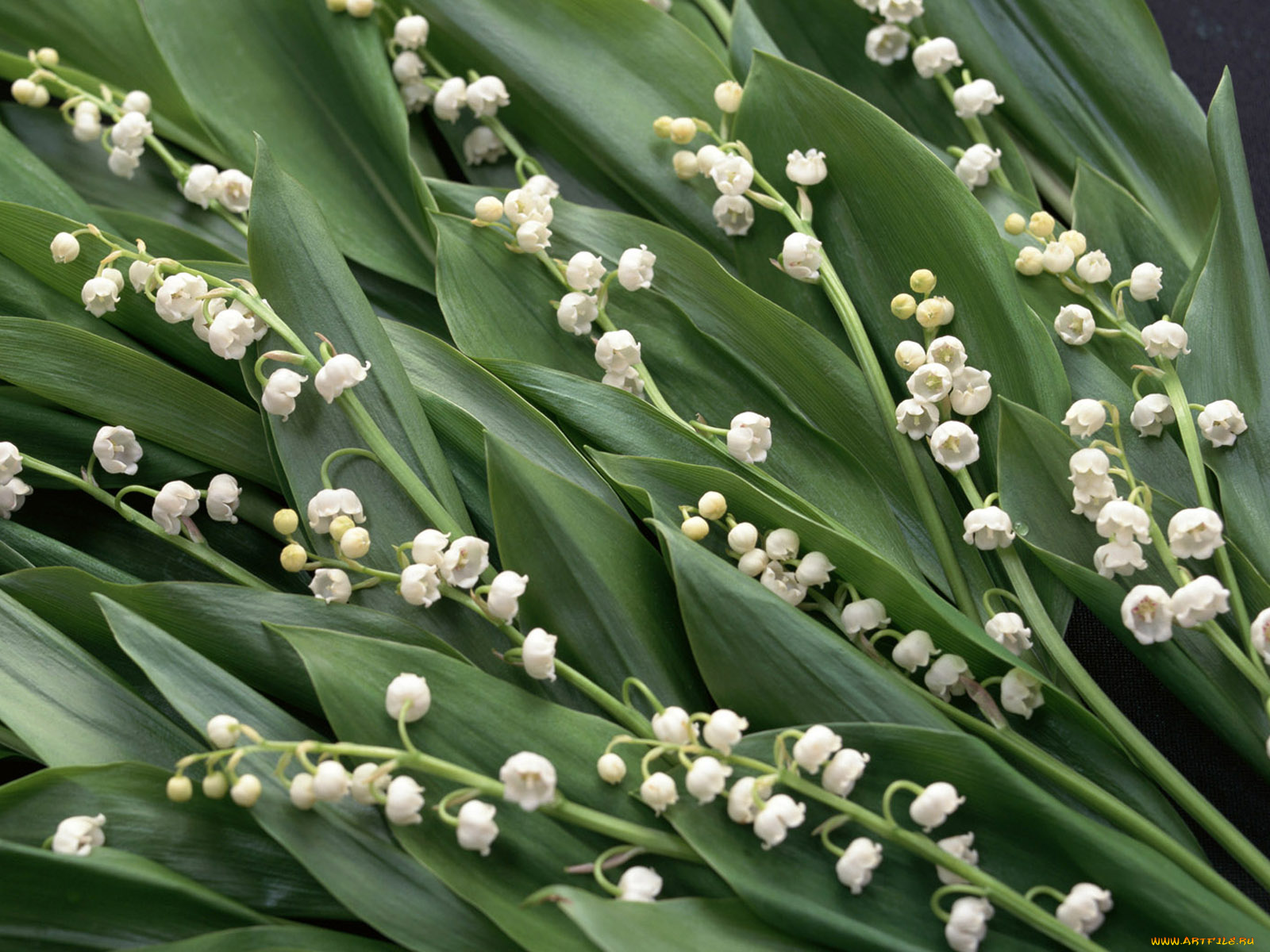 цветы, ландыши