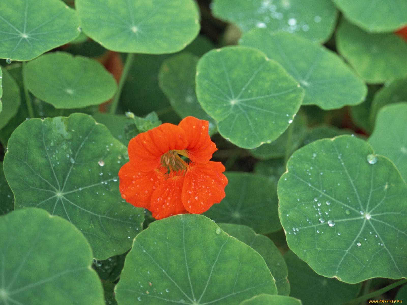 цветы, настурции