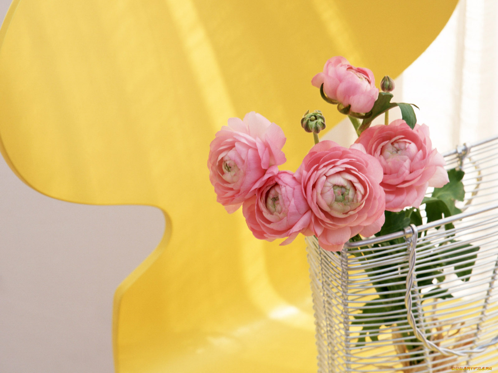 цветы, ранункулюс, азиатский, лютик