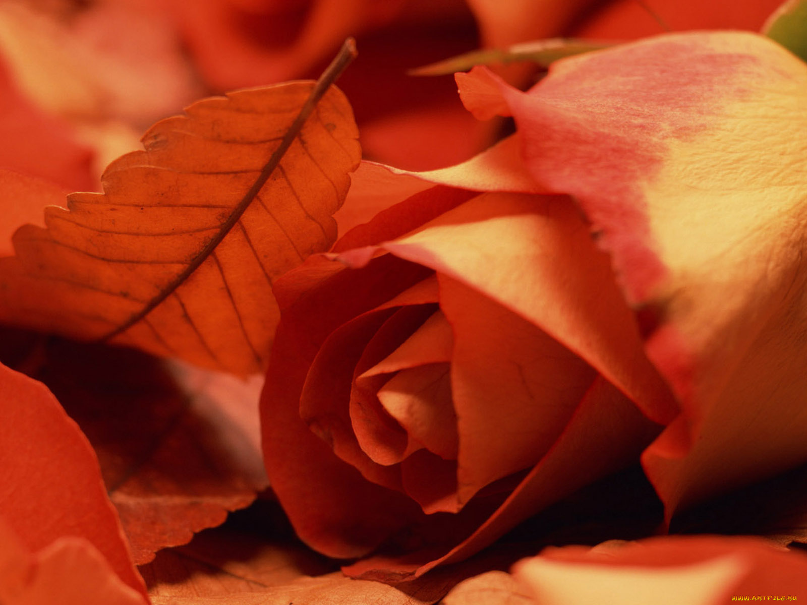 цветы, розы