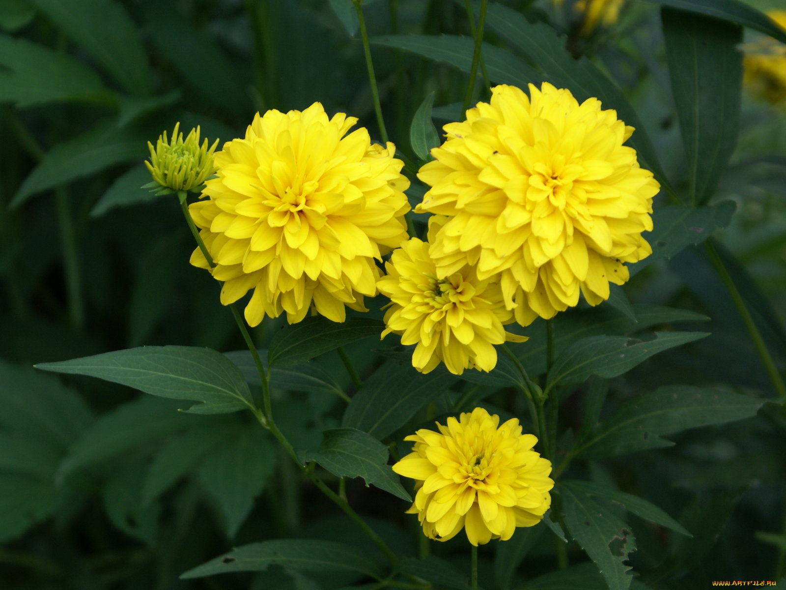 цветы, рудбекия