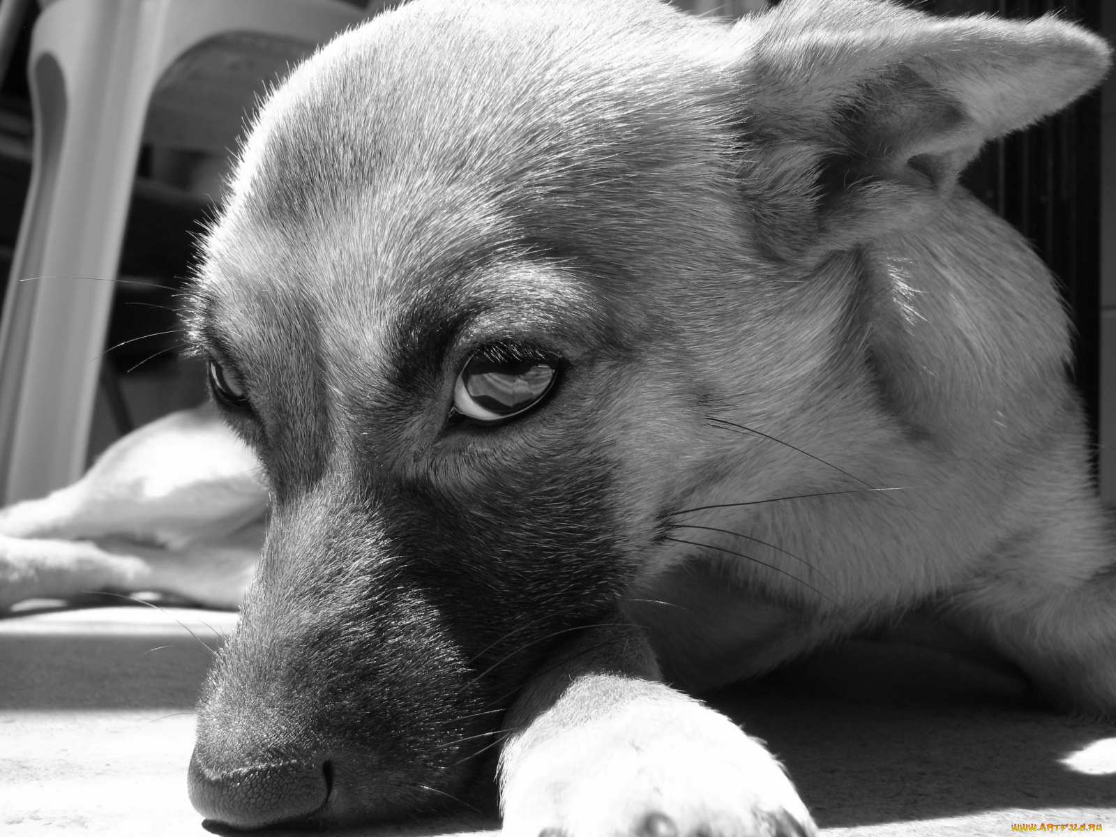 животные, собаки