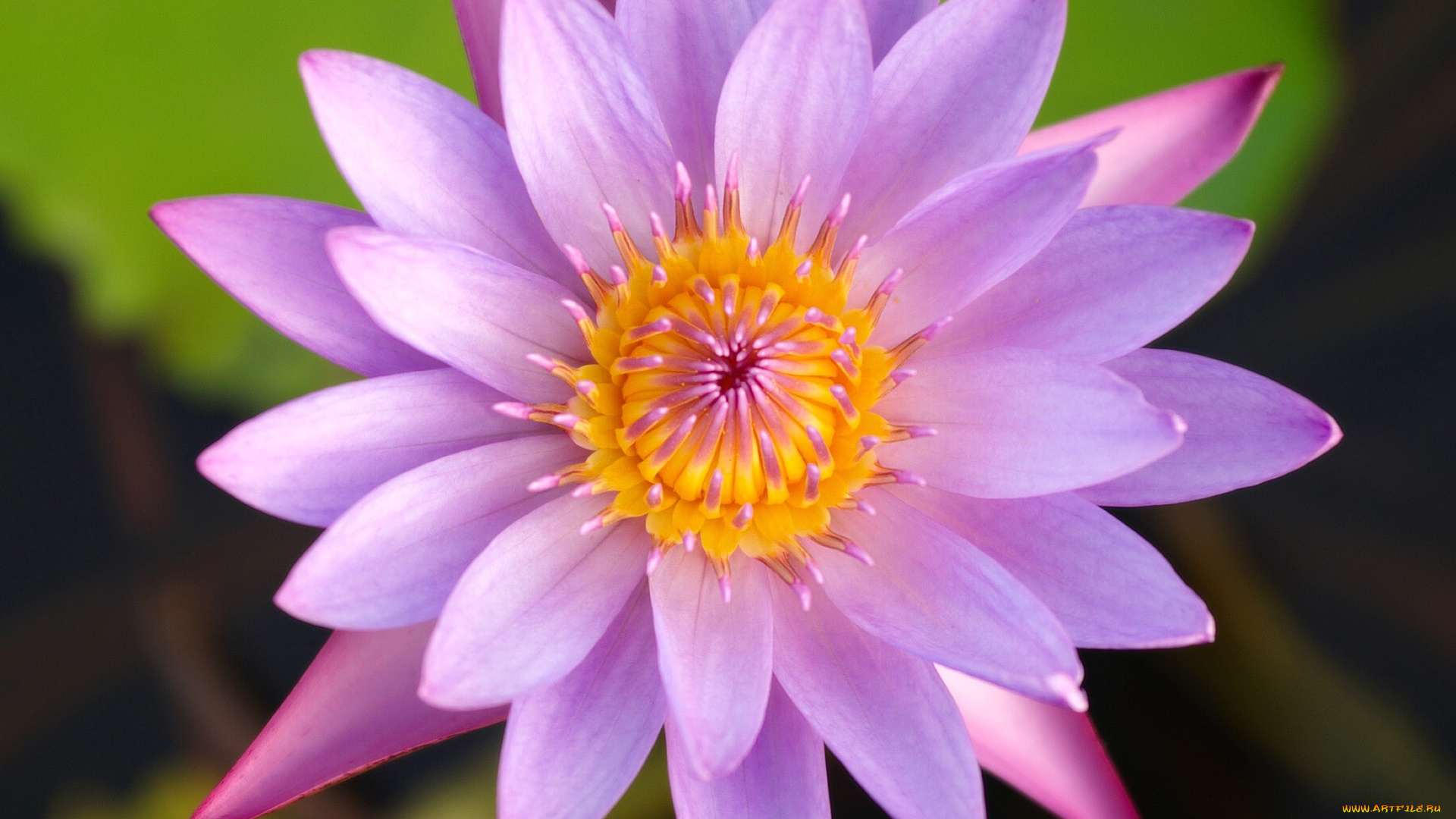 цветы, лилии, водяные, нимфеи, кувшинки