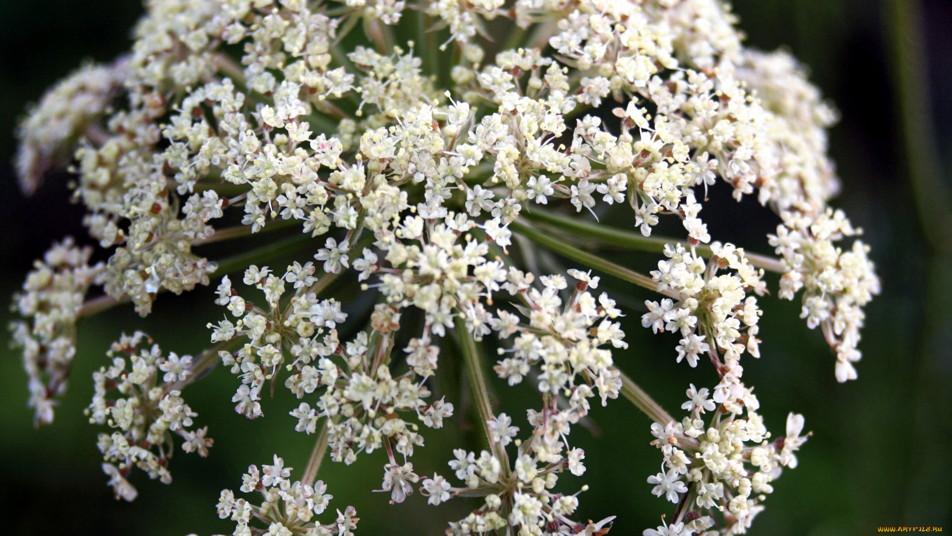 цветы, луговые, полевые