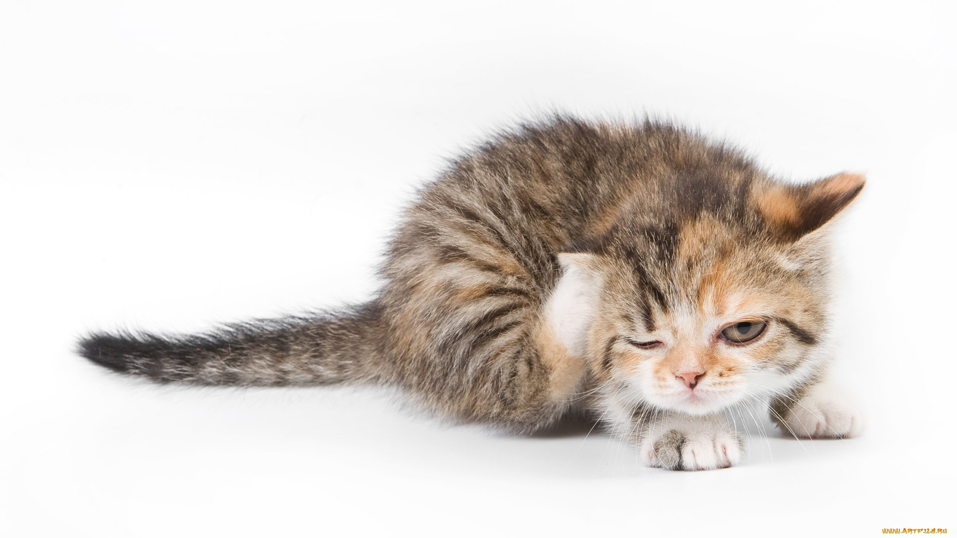 животные, коты