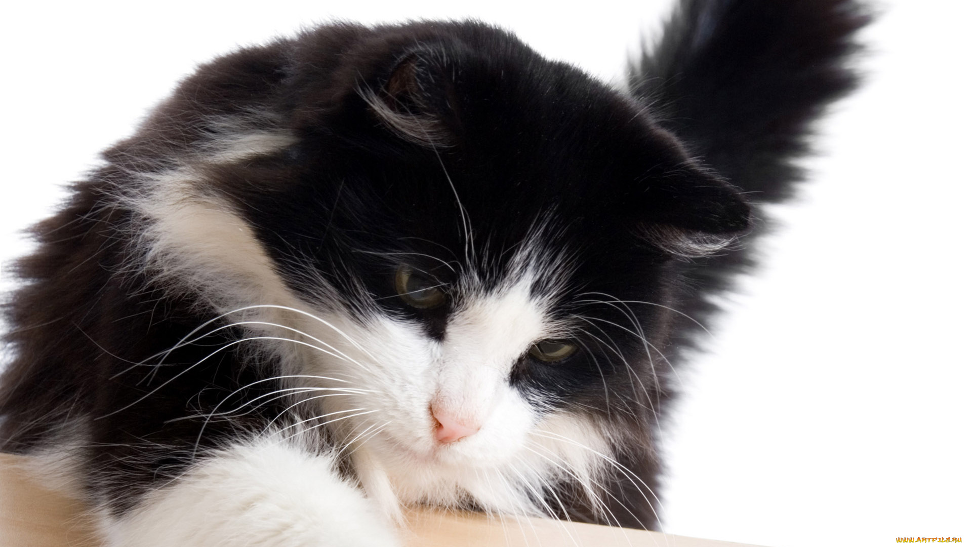 животные, коты