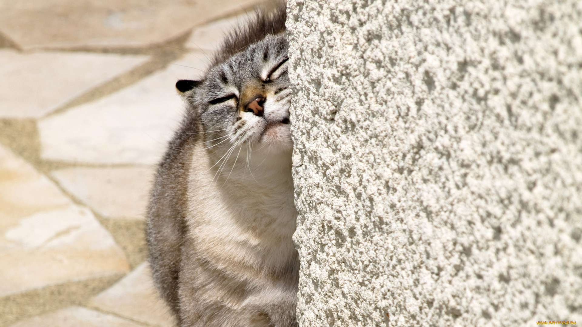 животные, коты