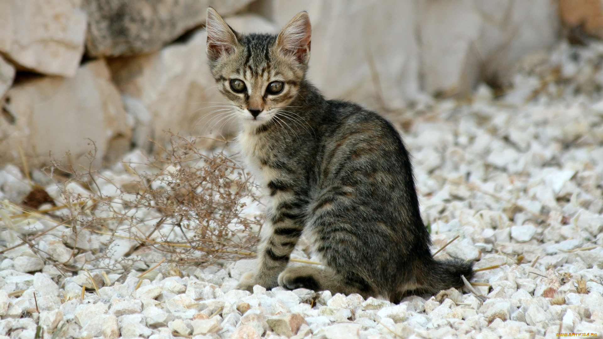 животные, коты